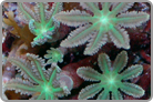 Green Palm Tree Glove Polyps